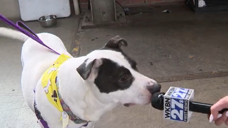 penguin-city,-dope-celebrates-4-year-anniversary-with-pints-and-pups