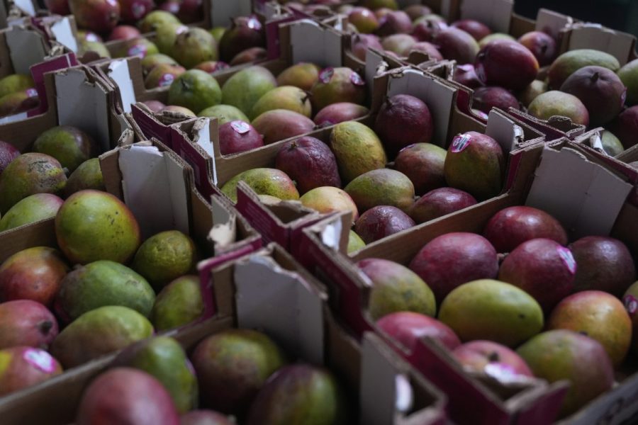 mangoes-recalled-in-pa.,-other-states-over-salmonella-risk