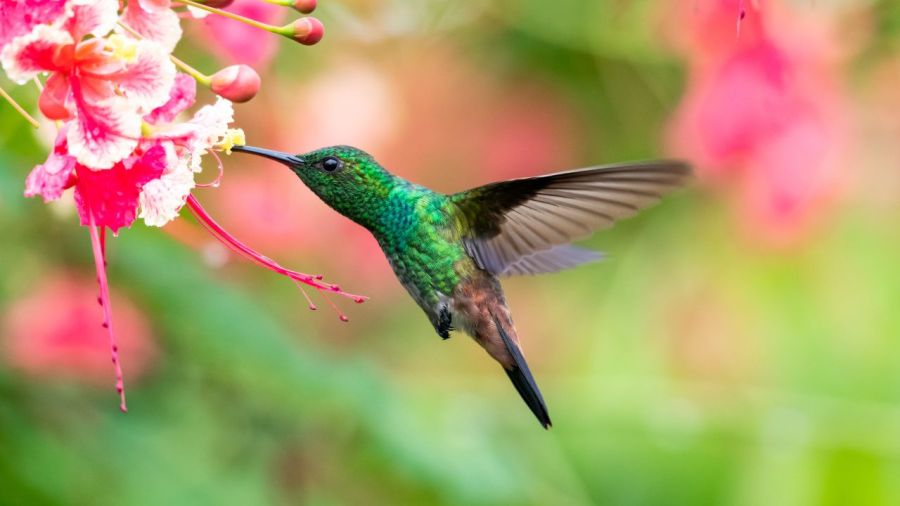 why-you-could-see-more-hummingbirds-now
