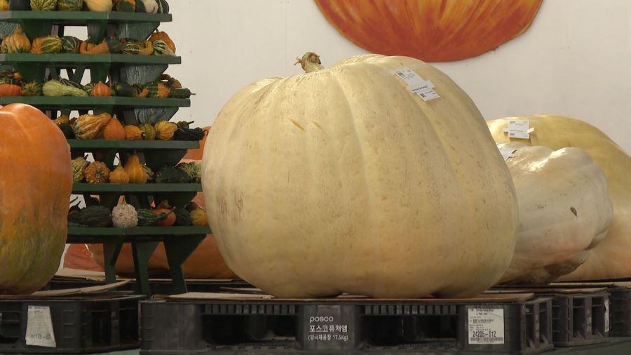 record-breaking-pumpkin-weighs-in-at-canfield-fair