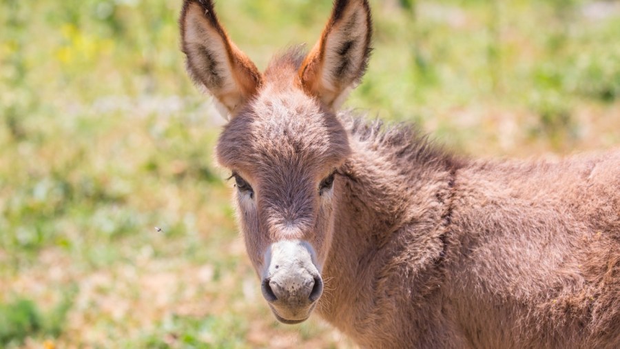 georgia-officer-shoots,-kills-baby-donkey-‘heehaw’-during-missing-child-search