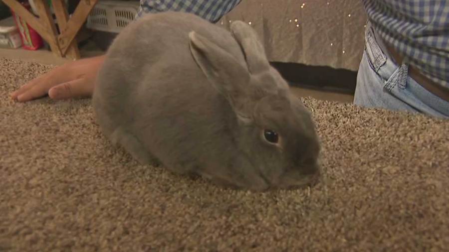 180th-canfield-fair-day-1:-junior-fair-kids-showcase-animals
