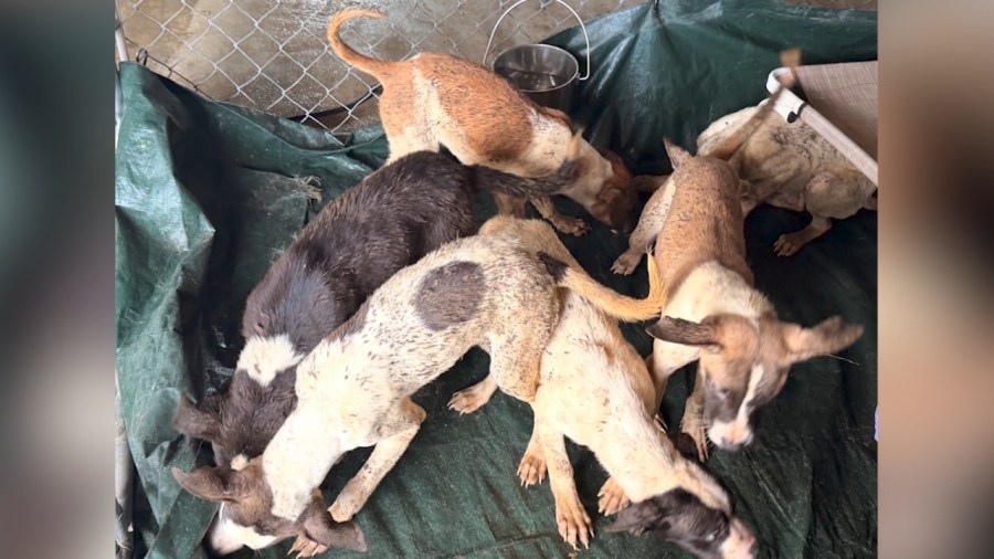 15-dogs-found-abandoned-in-columbiana-county