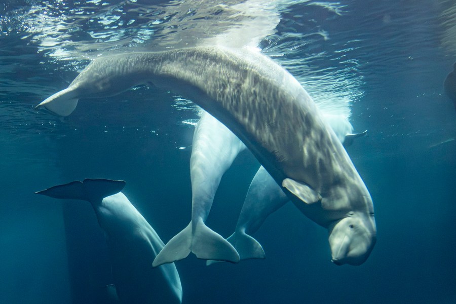 2-more-beluga-whales-die-at-chicago-aquarium,-including-1-recently-rescued-from-canada