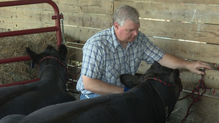 wkbn-meteorologist-takes-a-break-from-weather-to-show-cows-at-the-fair