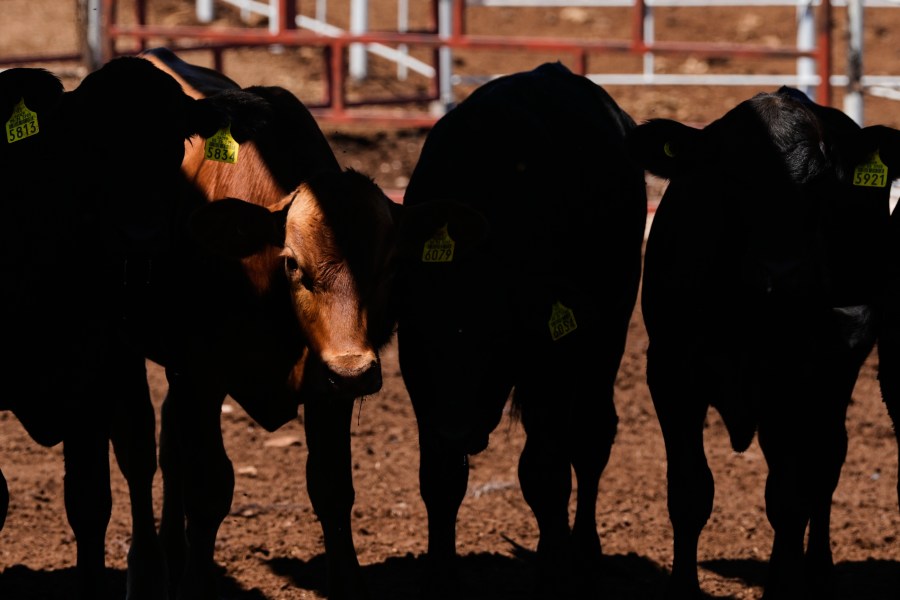 2-new-world-screwworm-quarantine-areas-lifted-in-texas,-congressman-says