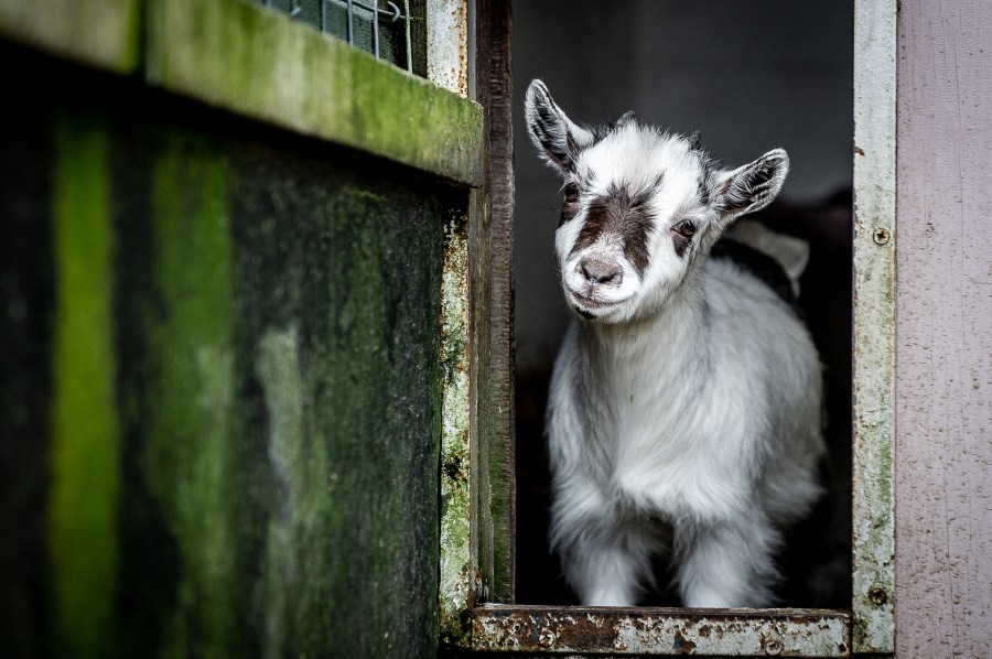 petting-zoo-exposes-200+-people-across-north-carolina-to-rabid-baby-goats