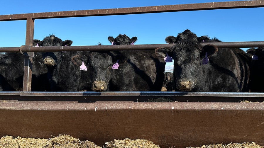 trump-faces-down-beef-backlash.-will-import-plan-pay-off?