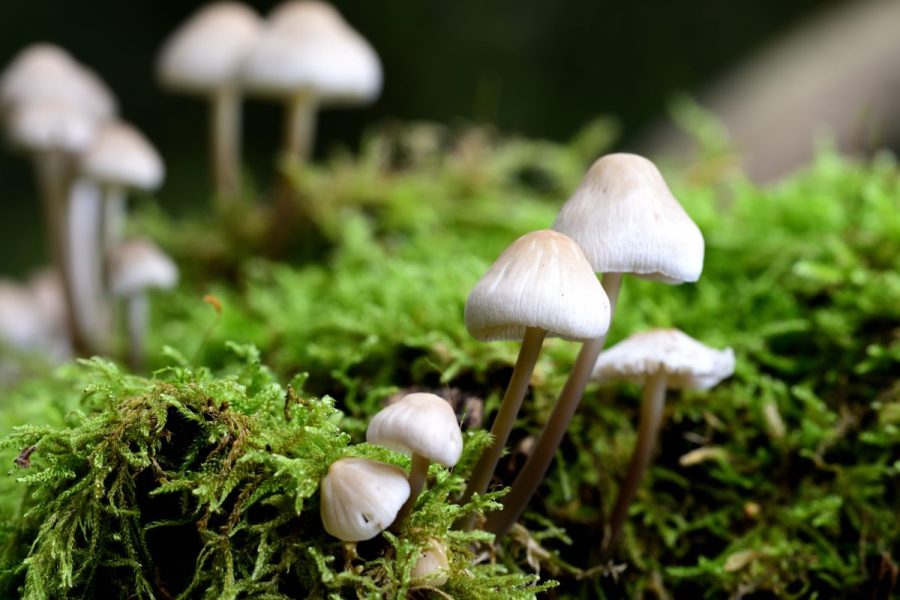 psilocybin-may-help-prevent-painful-chemotherapy-side-effect,-study-finds