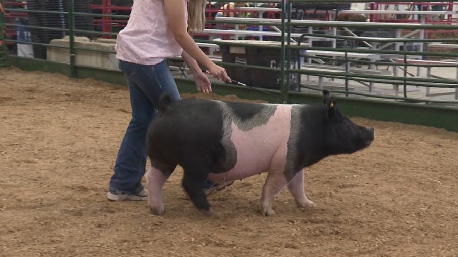 4h-member-raises-$22,000-through-her-pig-to-help-friends