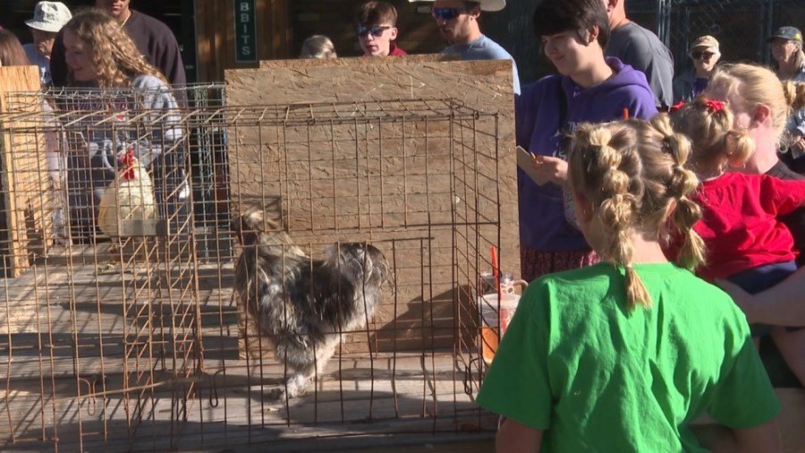 canfield-fair-holds-63rd-annual-rooster-crowing-contest