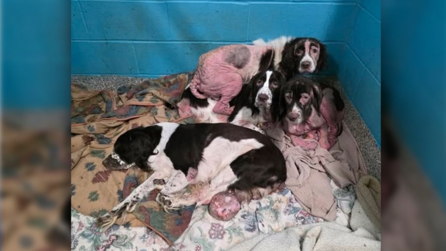 shelter-gives-update-after-taking-in-four-neglected-dogs