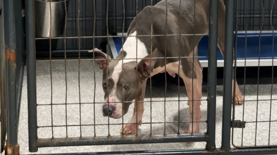 big-donation-will-help-animal-charity-open-thrift-store