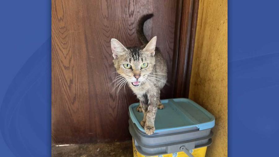 over-20-animals-removed-from-columbiana-home