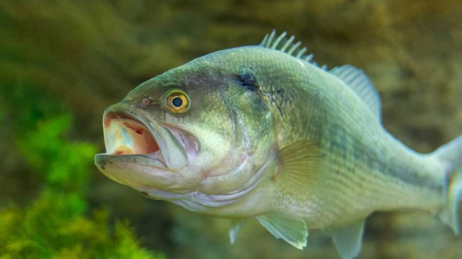 proposal-would-change-bass-fishing-regulations