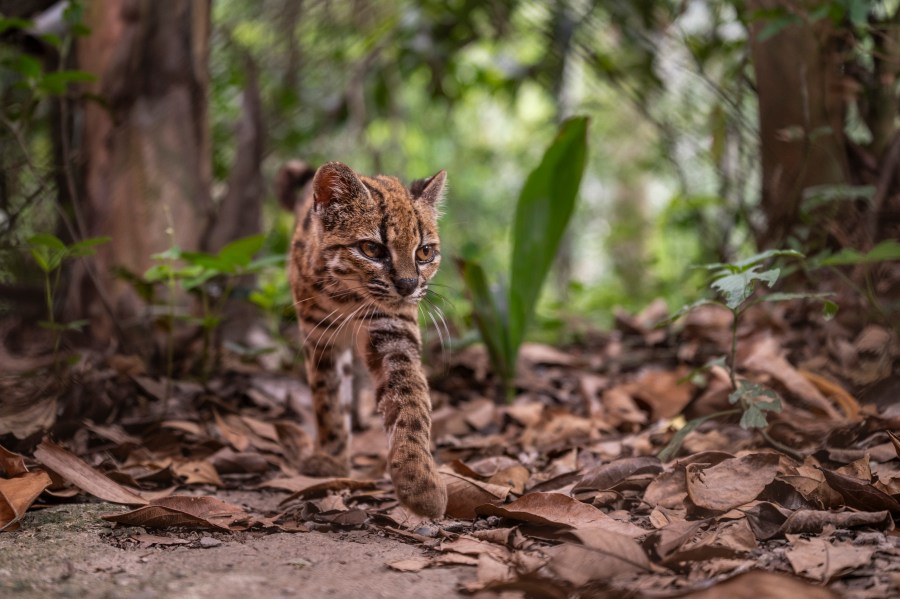 new-cat-species-identified-for-first-time-in-100-years