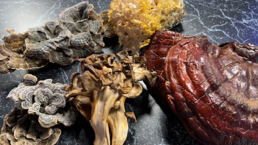 how-to-safely-forage-mushrooms-locally