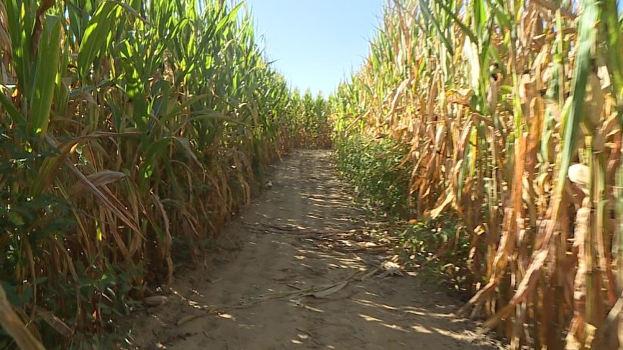 maze-craze-opens-for-season-in-new-springfield