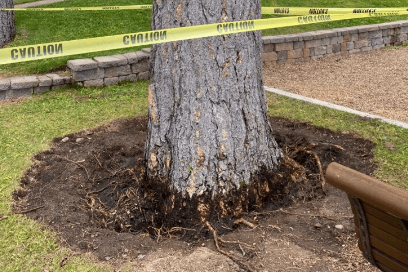 $147,000-reward-offered-to-catch-tree-poisoner-at-lake-tahoe-beach