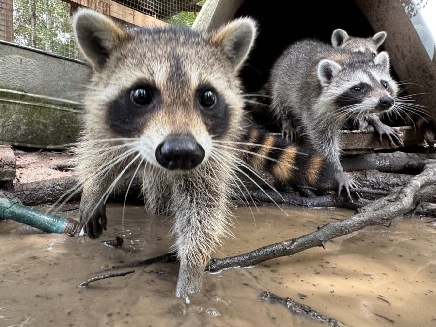 raccoon-boot-camp-teaches-orphaned-kits-survival-skills-in-mississippi