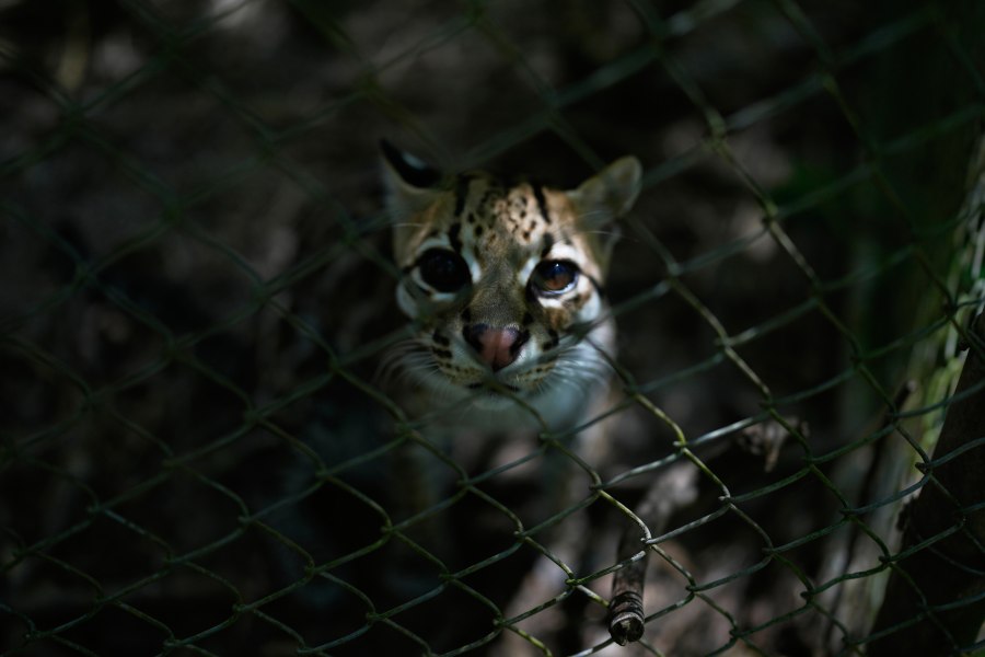 tiny-wild-cat-newly-identified-as-a-species-draws-curious-visitors-in-bolivia