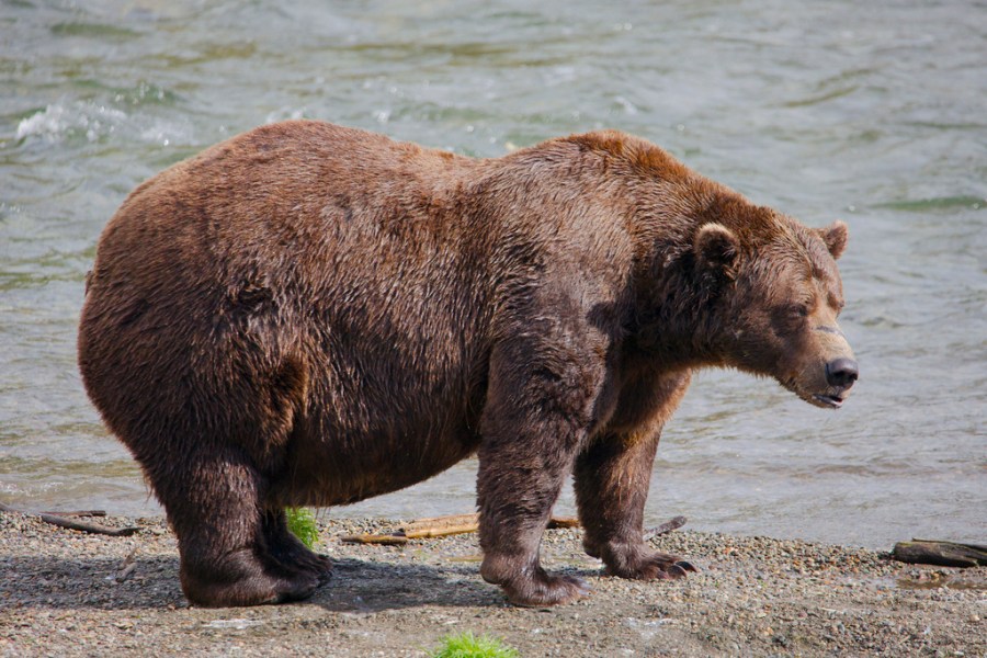 fat-bear-week-2026-begins:-what-to-know,-how-to-vote