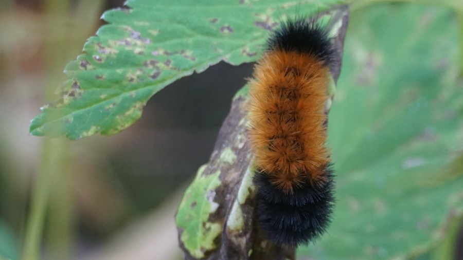 how-to-‘read’-the-woolly-bear-caterpillar:-winter-folklore