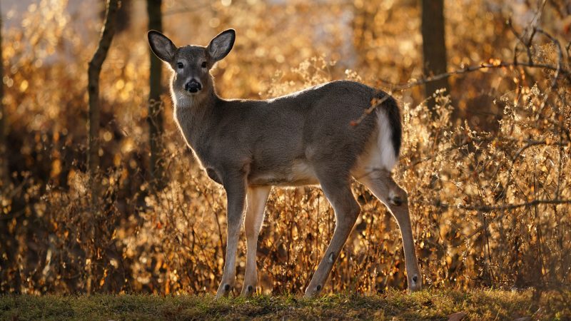 archery-hunting-to-begin-at-multiple-metroparks-locations
