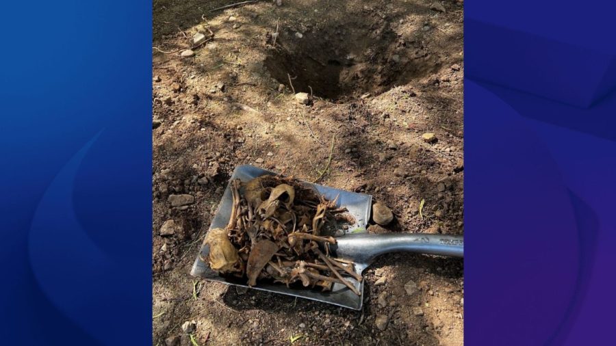 more-than-500-dead-and-living-cats-found-during-animal-cruelty-investigation-at-la.-rescue