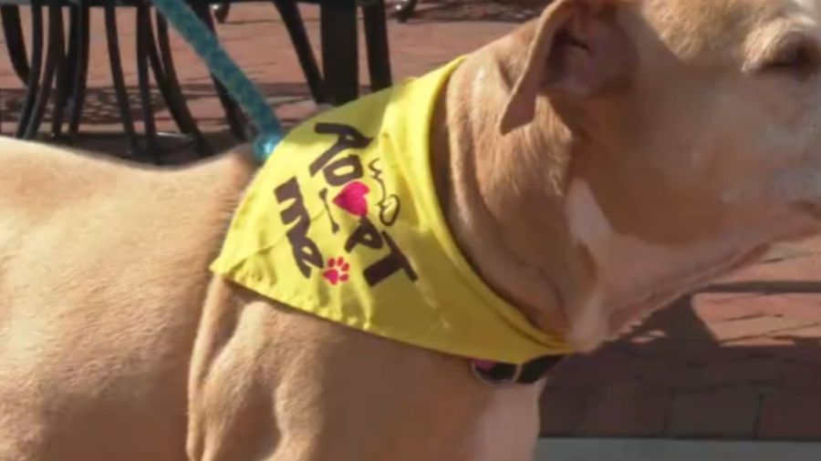 dogtober-fest-raises-a-glass-for-rescues
