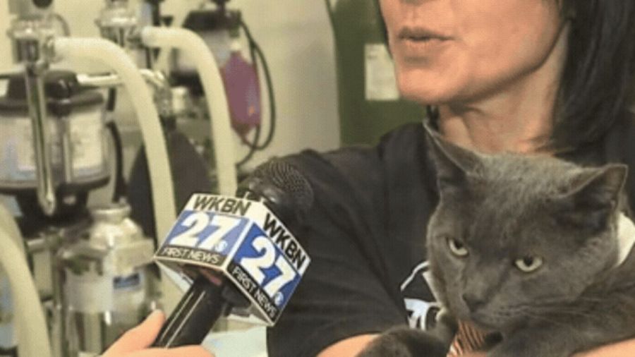 local-neuter-clinic-offers-free-rabies-shots