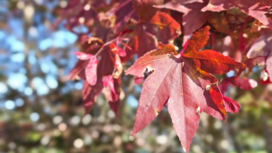 fall-foliage-forecast-looking-bright-for-the-valley
