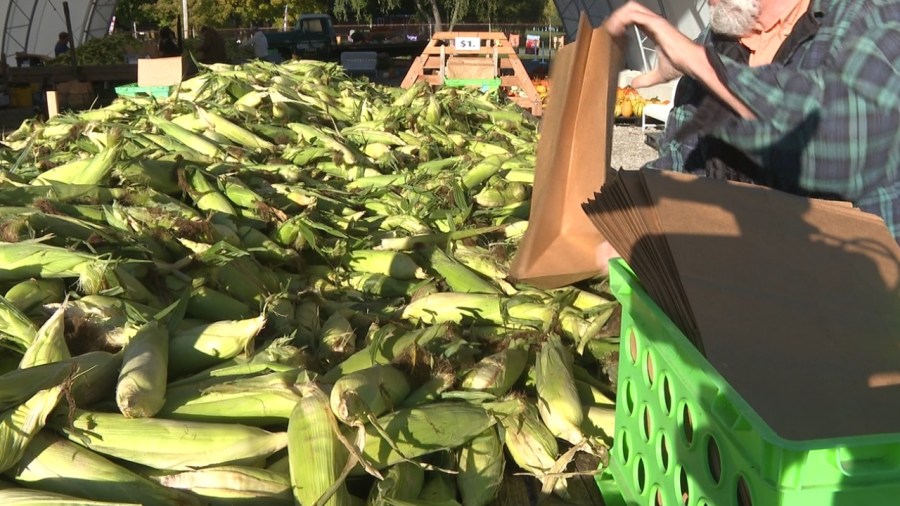 cortland-farm-harvests-the-last-of-this-season’s-sweet-corn