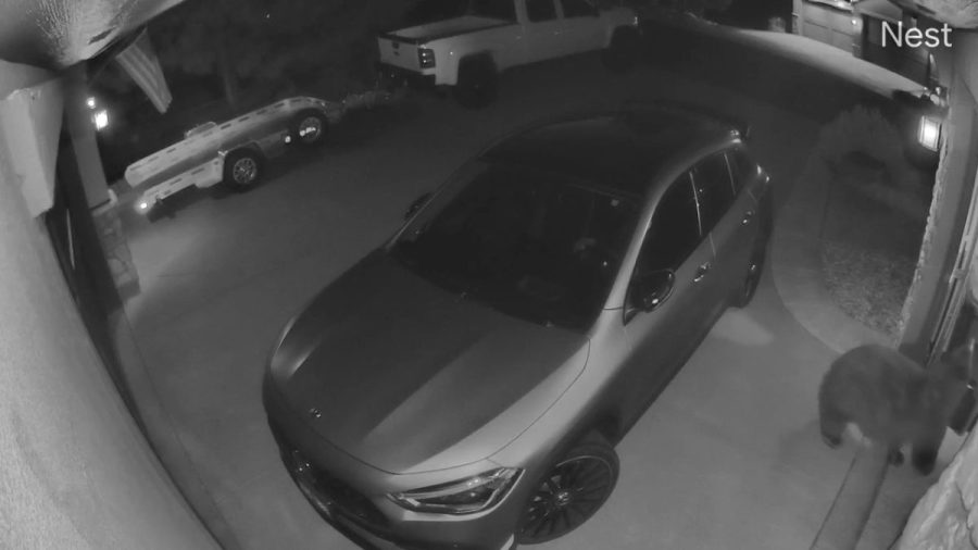 wild-bear-raids-nexstar-reporter’s-garage-fridge