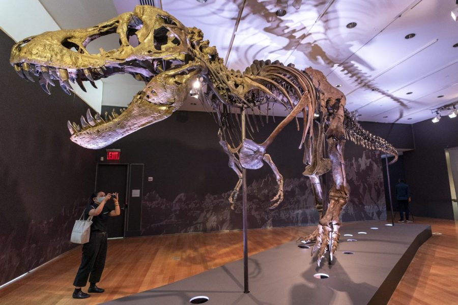 could-a-human-outrun-a-t.-rex?-new-evidence-offers-an-answer