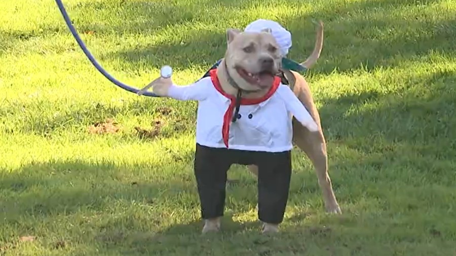 howl-o-ween-brings-all-the-dogs-to-the-park