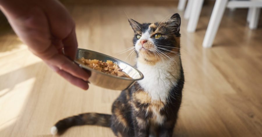 lead-found-in-nearly-all-cat-foods-tested-in-new-study