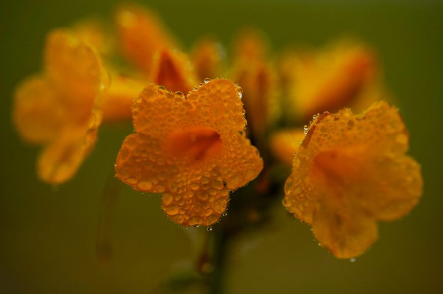 driest-desert-on-earth-covered-in-wildflowers-right-now