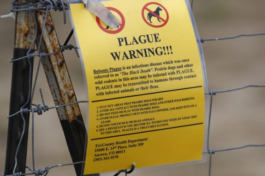 plague-cases-still-occur-in-the-us:-here’s-where