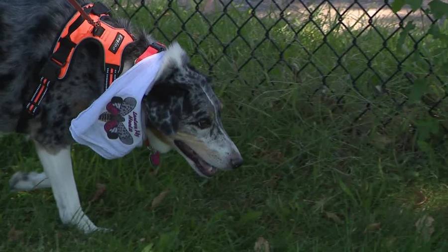 on-the-hunt:-spotted-lanternfly-egg-masses-sniffed-out-with-help-from-local-dogs