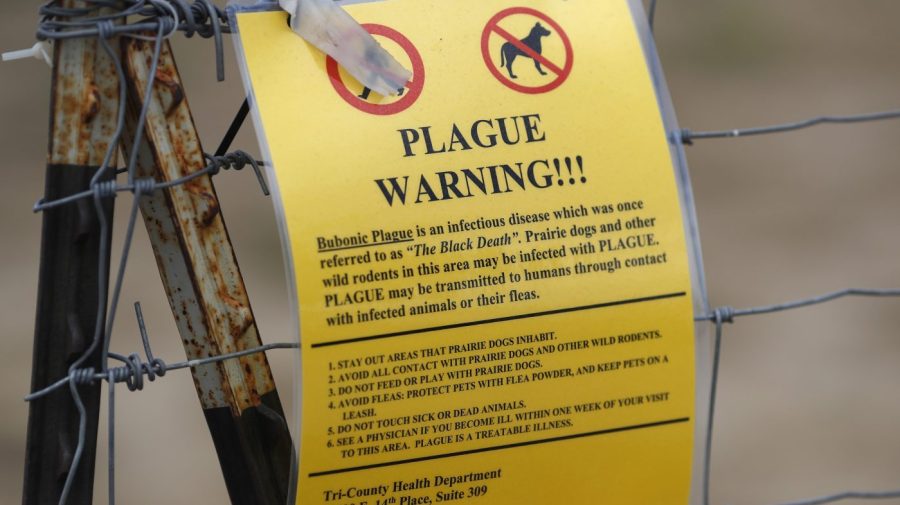 plague-in-russia-sparks-concern,-covid-19-pandemic-memories:-5-things-to-know