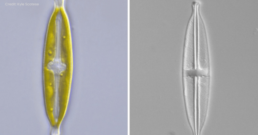 algae-hunter-discovers-new-species-with-a-shell-made-of-glass-in-northeast-ohio