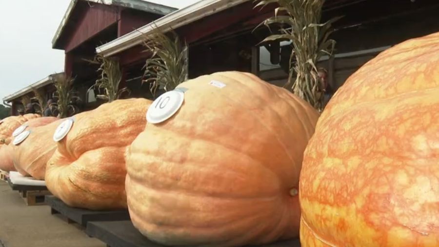 giant-pumpkin-weigh-off-held-in-canfield