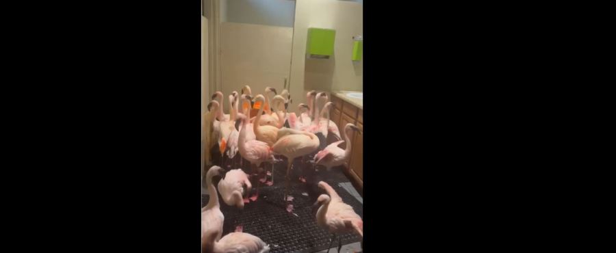 watch:-flamingos-huddle-in-zoo-restroom-to-wait-out-hurricane-isaias