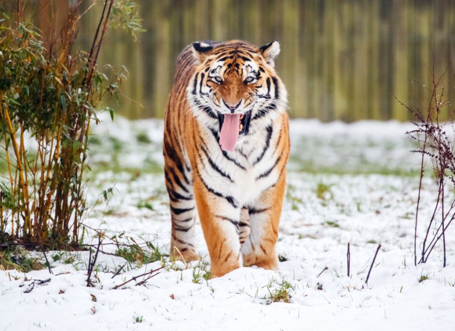tiger-kills-man-who-entered-big-cat-enclosure-at-english-wildlife-park