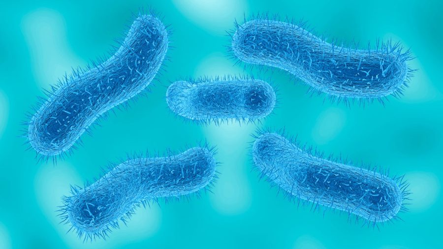 what-is-shigellosis?-stomach-bug-spread-during-sex-is-growing-more-resistant
