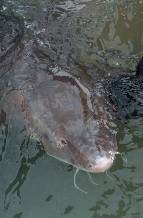 see-one,-report-it:-massive-fish-in-ohio-wildlife-officials-want-to-know-about