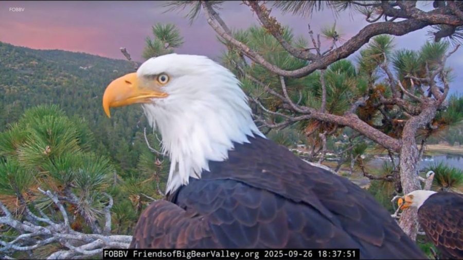jackie-the-big-bear-bald-eagle’s-cause-of-death-revealed-in-necropsy