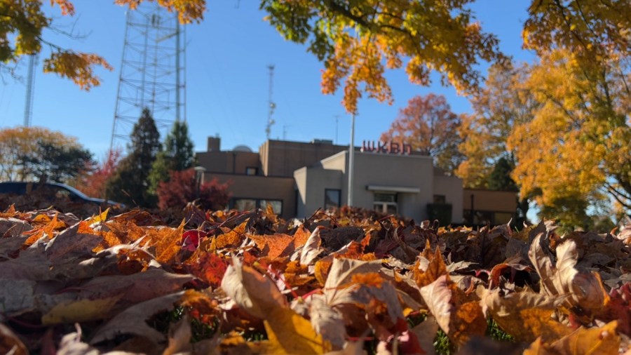what-type-of-tree-produces-what-color-leaf-in-the-fall?
