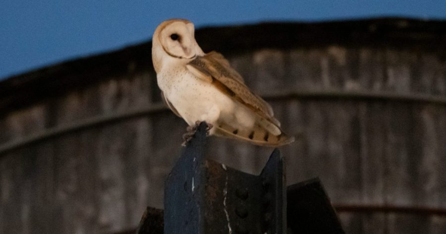 rare-family-of-barn-owls-moves-into-manhattan-water-tower.-new-yorkers-are-captivated
